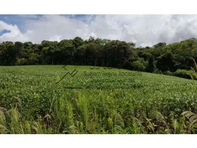 LOTE 002 - Imóvel Matrícula nº 6.731 do ORI da Comarca de São Lourenço do Oeste-SC.