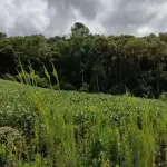 LOTE 000 - Imóvel Matrícula nº 6.731 do ORI da Comarca de São Lourenço do Oeste-SC