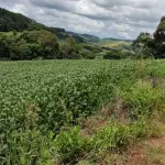 LOTE 000 - Imóvel Matrícula nº 6.731 do ORI da Comarca de São Lourenço do Oeste-SC