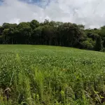LOTE 000 - Imóvel Matrícula nº 6.731 do ORI da Comarca de São Lourenço do Oeste-SC