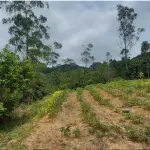 LOTE 000 - Imóvel Matrícula nº 2.275 do ORI da Comarca de Presidente Getúlio-SC
