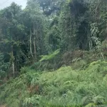 LOTE 000 - Imóvel Matrícula nº 2.275 do ORI da Comarca de Presidente Getúlio-SC