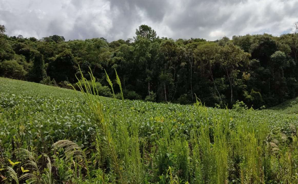 COMARCA DE SÃO LOURENÇO DO OESTE-SC (ELETRÔNICO)