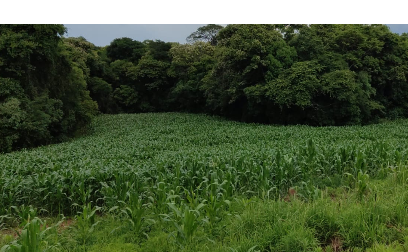 COMARCA DE SÃO LOURENÇO DO OESTE-SC